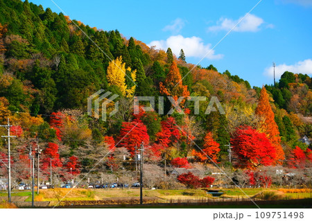 豊田市小原の四季桜と紅葉 豊田市小原の四季桜と紅葉 109751498