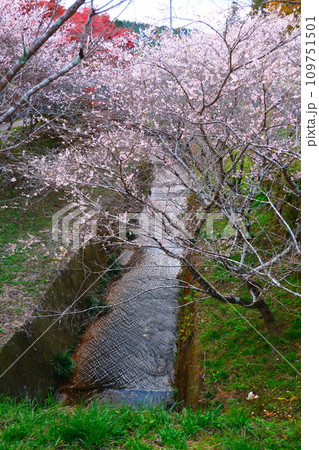 豊田市小原の四季桜と紅葉 豊田市小原の四季桜と紅葉 109751501