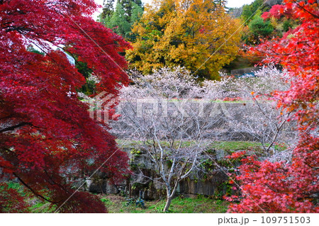 豊田市小原の四季桜と紅葉 109751503