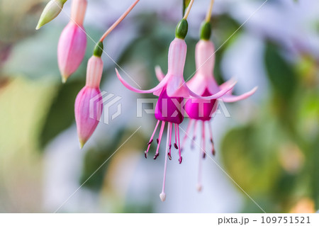ピンク色のフクシアの花 109751521