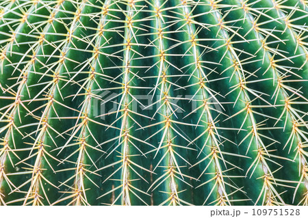 キンシャチサボテン部分アップ 109751528