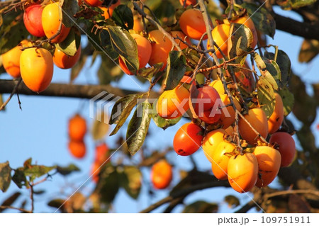 たわわな柿の実 109751911