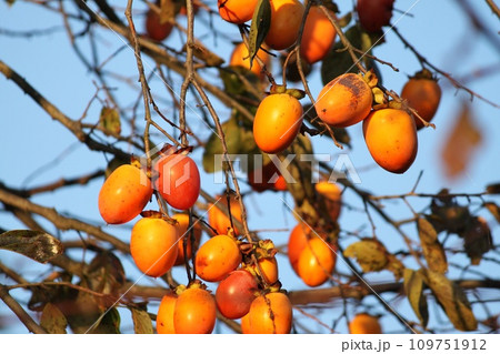 たわわな柿の実 109751912