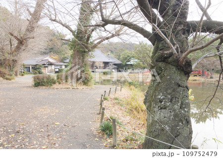 神奈川県横浜市金沢区称名寺・称名寺の冬 109752479