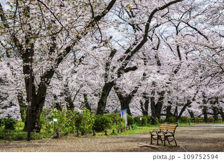 東京都 井の頭公園 井の頭池 満開の桜 東京都 井の頭公園 井の頭池 満開の桜 109752594