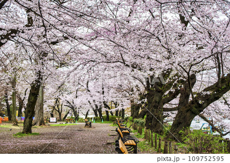 東京都 井の頭公園 井の頭池 満開の桜 東京都 井の頭公園 井の頭池 満開の桜 109752595