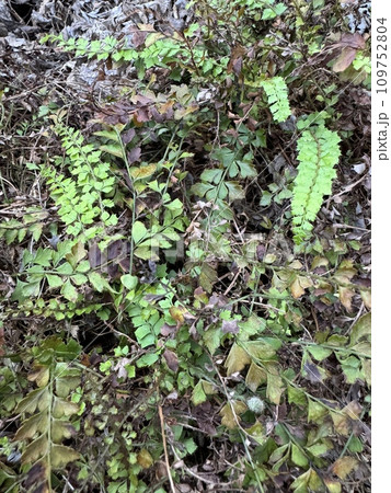アマミデンダ Polystichum obai Tagawa オシダ科 アマミデンダ Polystichum obai Tagawa オシダ科 109752804
