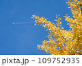 イチョウと青空 109752935