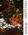 紅葉の季節 109752944