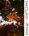紅葉の季節 109752945
