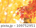 紅葉の季節 109752951