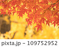 紅葉の季節 109752952