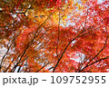 紅葉の季節 109752955