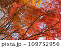 紅葉の季節 109752956