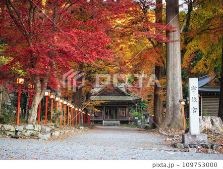 滋賀県大津市の日吉大社摂社の宇佐宮と紅葉 109753000