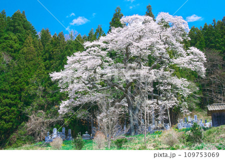 一本桜 - 里山に咲く二段田のひがん桜 109753069