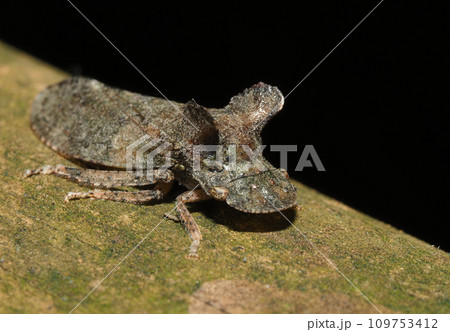 冬のミミズ（昆虫） 109753412