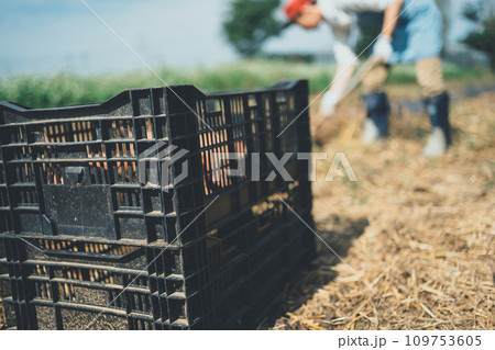 vegetable field 109753605