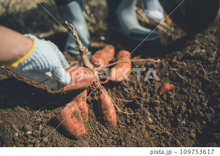vegetable field 109753617