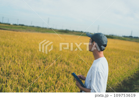 rice farming 109753619