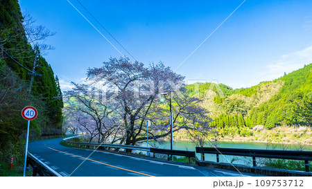 日向神の千本桜の周辺風景　日向ダム(八女市矢部村) 109753712