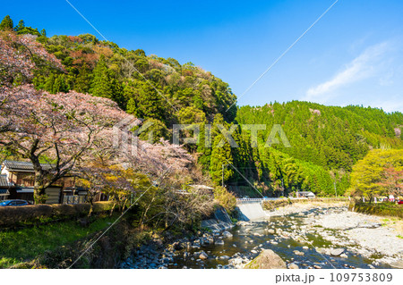 日向神の千本桜の周辺風景 日向ダム(八女市矢部村) 日向神の千本桜の周辺風景 日向ダム(八女市矢部村) 109753809
