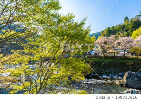 日向神の千本桜の周辺風景 日向ダム(八女市矢部村) 日向神の千本桜の周辺風景 日向ダム(八女市矢部村) 109753816