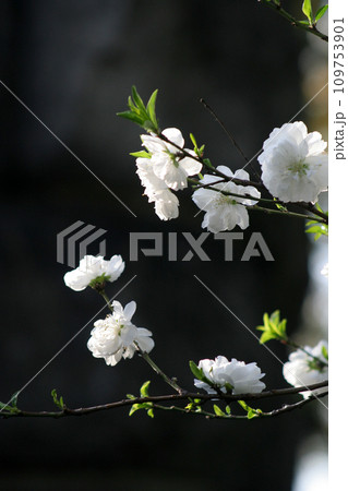 桜　シロタエ 109753901