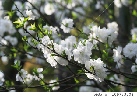 桜　シロタエ 109753902