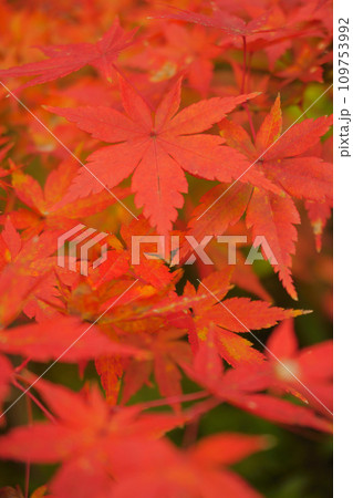 真っ赤な紅葉22 109753992