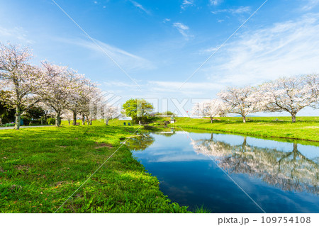 うららかな春空を背景に桜の木と水鏡風景 観光スポット 道の駅「水辺プラザかもと」 うららかな春空を背景に桜の木と水鏡風景 観光スポット 道の駅「水辺プラザかもと」 109754108