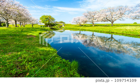 うららかな春空を背景に桜の木と水鏡風景　観光スポット　道の駅「水辺プラザかもと」 109754109