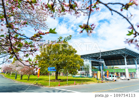 うららかな春空を背景に桜の木と道の駅「水辺プラザかもと」 109754113