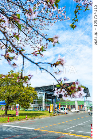 うららかな春空を背景に桜の木と道の駅「水辺プラザかもと」 うららかな春空を背景に桜の木と道の駅「水辺プラザかもと」 109754115