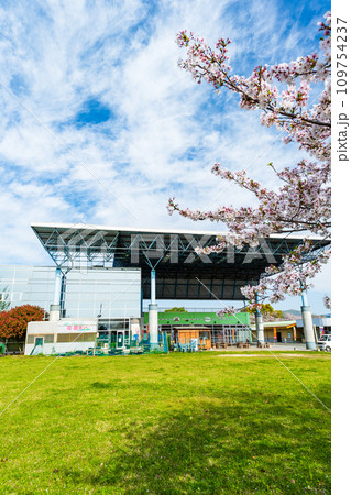 うららかな春空を背景に桜の木と道の駅「水辺プラザかもと」 うららかな春空を背景に桜の木と道の駅「水辺プラザかもと」 109754237