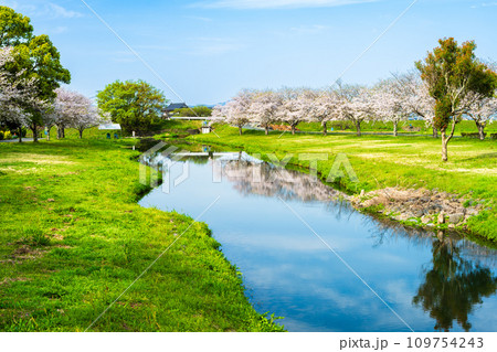 うららかな春空を背景に桜の木と水鏡風景　　　道の駅「水辺プラザかもと」 109754243