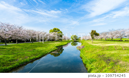 うららかな春空を背景に桜の木と水鏡風景　　　道の駅「水辺プラザかもと」 109754245