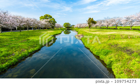 うららかな春空に映える桜の木と公園風景　　　道の駅「水辺プラザかもと」 109754273