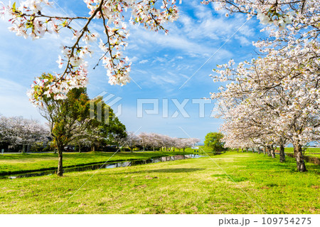 うららかな春空に映える桜の木と公園風景   道の駅「水辺プラザかもと」 うららかな春空に映える桜の木と公園風景   道の駅「水辺プラザかもと」 109754275
