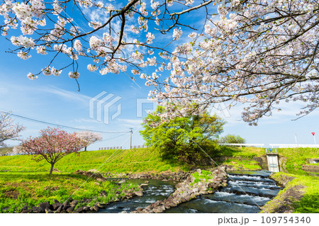 うららかな春空を背景に桜の木と小川風景　　道の駅「水辺プラザかもと」 109754340