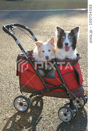 赤いペットカートに乗る2頭のボーダーコリー 109754388