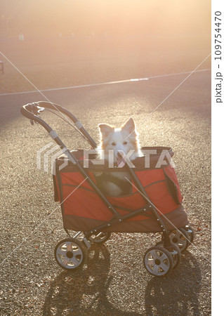 赤いペットカートに乗るボーダーコリーの様子 赤いペットカートに乗るボーダーコリーの様子 109754470