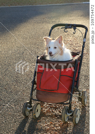 赤いペットカートに乗るボーダーコリーの様子 赤いペットカートに乗るボーダーコリーの様子 109754472