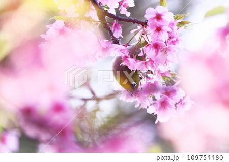 春の訪れと桜とメジロ 春の訪れと桜とメジロ 109754480
