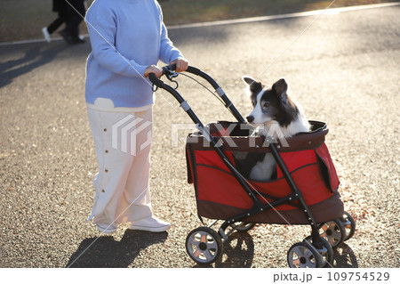 赤いペットカートの乗っているボーダーコリーと飼い主の様子 赤いペットカートの乗っているボーダーコリーと飼い主の様子 109754529