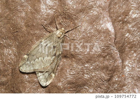 シロオビフユシャク（オス） 109754772