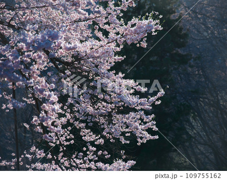 朝霧に包まれて咲く満開の桜 朝霧に包まれて咲く満開の桜 109755162