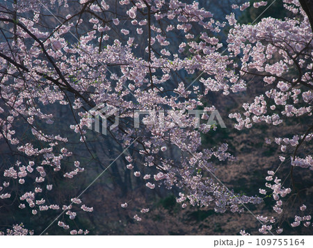 朝霧に包まれて咲く満開の桜 109755164