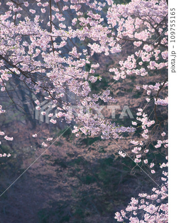 朝霧に包まれて咲く満開の桜 109755165
