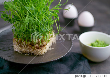 Close-up of microgreens. Germination of microgreens. Germination of seeds at home. Vegan and healthy food concept. Germinated seeds, micro grasses. Growing sprouts. Close-up of microgreens. Germination of microgreens. Germination of seeds at home. Vegan and healthy food concept. Germinated seeds, micro grasses. Growing sprouts. 109755216